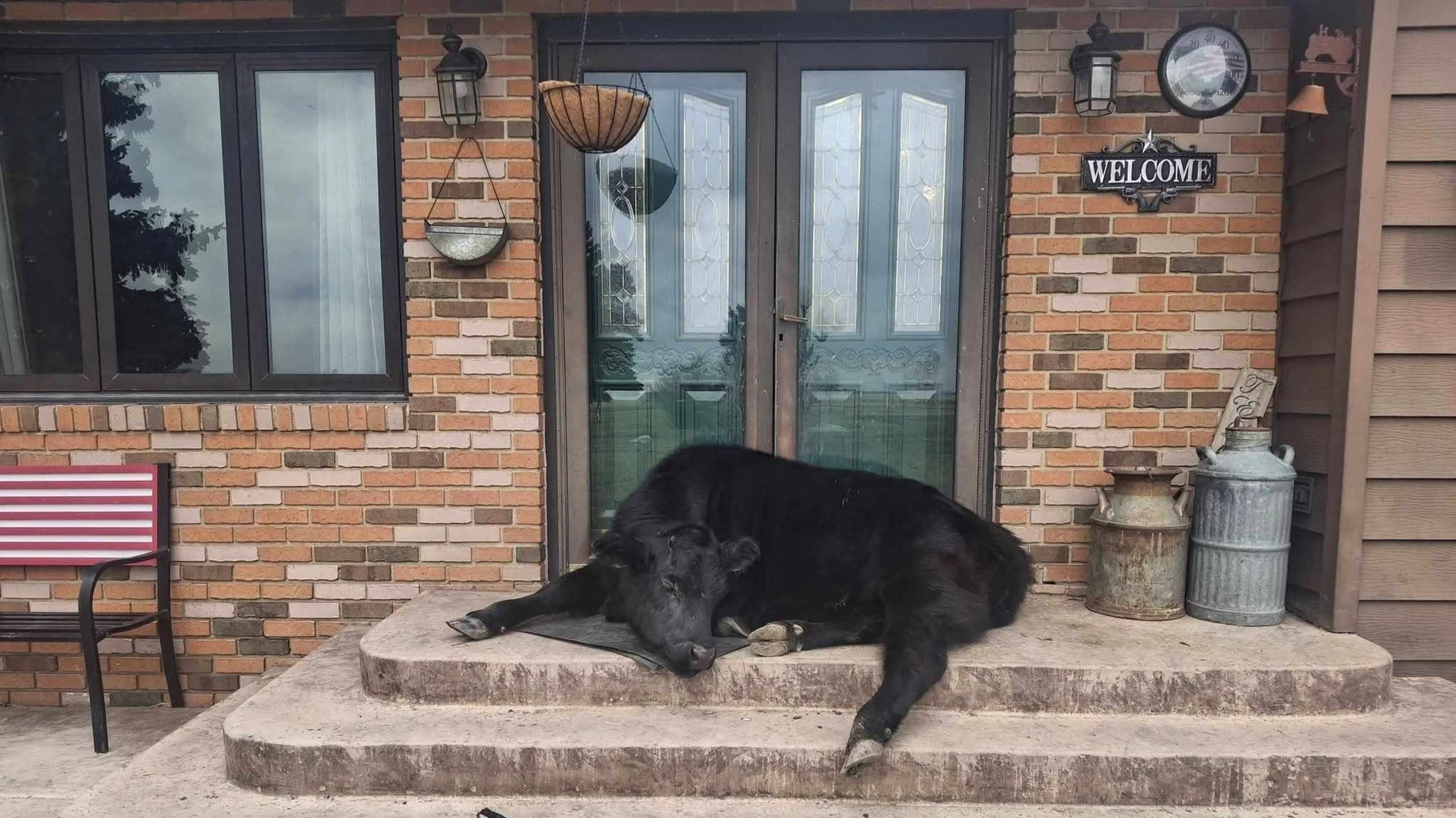 Daisy the porch cow lounging on the front porch in Bottineau, North Dakota